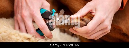 Dog nail clipping banner. Woman using nail clippers to shorten dogs nails. Pet owner cutting nails on vizsla dog. Stock Photo