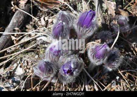 The awakening of nature. Buds of spring purple flowers in the forest on a sunny day. Dream-herb. Springtime. Horizontal photo. Stock Photo
