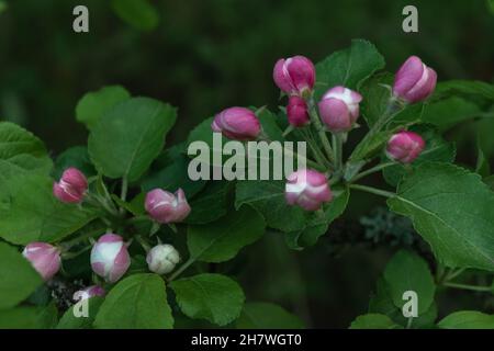 Pink buds of a blossoming apple tree on a branch with green foliage. Natural floral spring background. Horizontal photo. Stock Photo