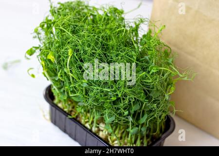 Fresh green peas sprouts of growing microgreen for eating on light background. Stock Photo