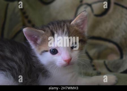 Close-up of a little kitten sitting on a blanket. Smooth-haired domestic cat.Horizontal photo. Stock Photo