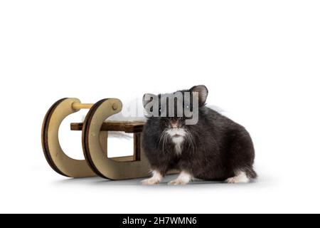 Cute little black smoke hamster, standing beside tiny wooden sleigh. Looking towards camera. Isolated on a white background. Stock Photo