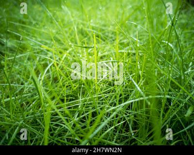 Lush green grass with dew drops in the light of the sun. Natural background wallpaper. Horizontal photo. Stock Photo