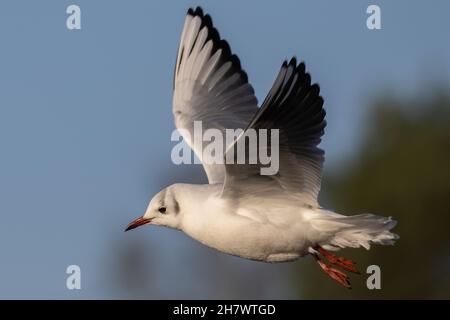 Redesmere - Black headed Gull Stock Photo