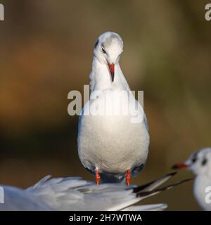 Redesmere - Black headed Gull Stock Photo