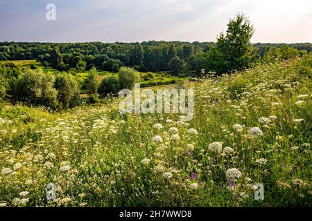 Panoramic view of Las Kabacki Forest reserve seen from Gorka Kazurka hill in Kabaty district of Warsaw in central Poland Stock Photo