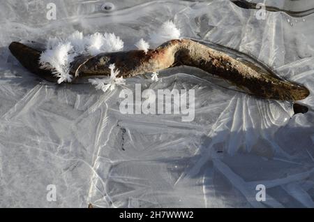 piece of wood, ice structures Stock Photo
