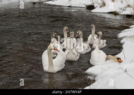 A family of swans on a frozen winter river. Stock Photo