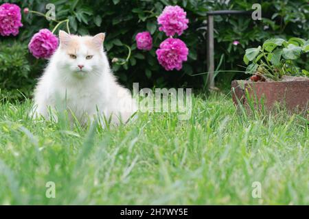 A white-red fluffy cat sits on the lawn near a flower bed with peonies and looks at the camera. Selective focus. Horizontal photo. Stock Photo