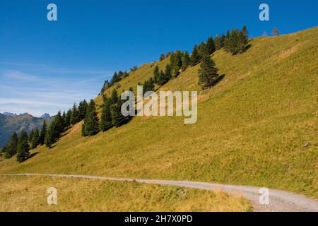 The slopes of Monte Morgenleit near Sauris di Sopra, Udine Province, Friuli-Venezia Giulia, north east Italy. Late September Stock Photo