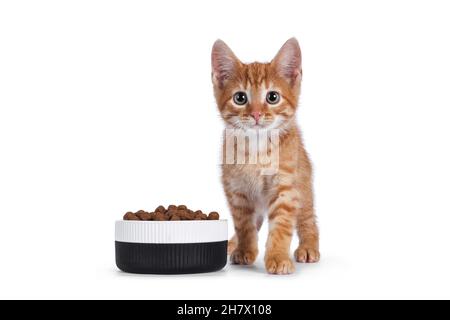 Cute little red house cat standing beside ceramic bowl filled with dry food. Looking towards camera. Isolated on white background. Stock Photo