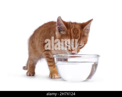 Cute little red house cat drinking from glass bowl filled with water. Eyes closed. Isolated on white background. Stock Photo