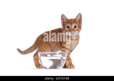 Cute little red house cat standing behind  glass bowl filled with water. Looking towards camera. Isolated on white background. Stock Photo