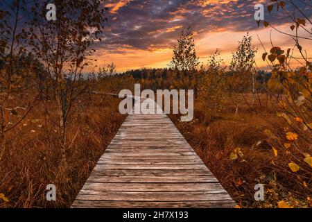 wooden walkway in the forest with a beautiful sunset Stock Photo