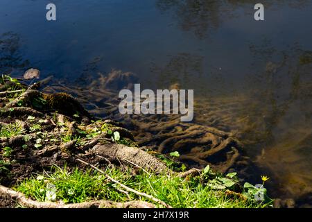 Ranken im See Stock Photo