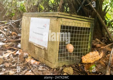 New Zealand January 12, 2016: Predator trap to conserve the kiwi population. Trap protects kiwi from rats. New Zealand January 12, 2016: Predator trap Stock Photo