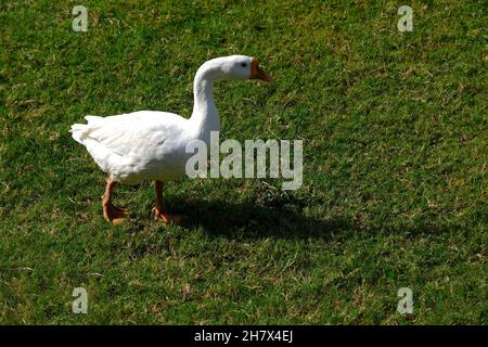 A family of Peking Domestic white ducks walk on green lawn in spring, domestic bird. Stock Photo