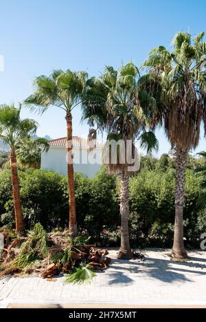 Windmill Palm Tree Trachycarpus fortunei with brown dead leaves before and after trimming, blue sky background. Stock Photo