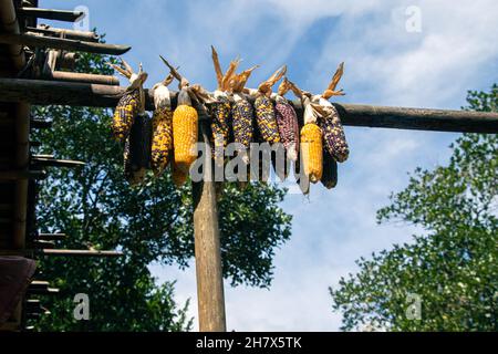 picture of Maize, it's also known as corn . Stock Photo