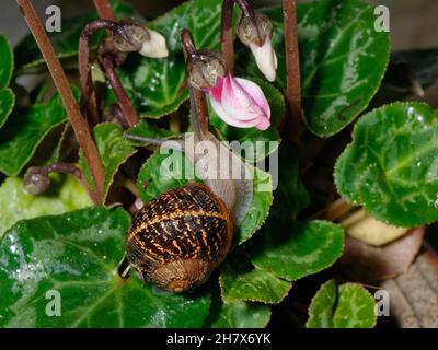 Garden snail (Cornu aspersum) crawling over the leaf of a Cyclamen plant in a flowerpot on a garden patio at night, Wiltshire, UK, October. Stock Photo