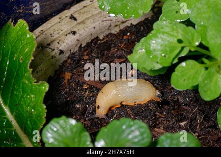 Large red slug (Arion rufus) crawling over soil in a flowerpot, approaching Lobelia plants on a garden patio at night, Wiltshire, UK, October. Stock Photo