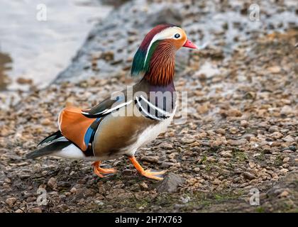 Wild Mandarin Duck (Aix galericulata) Drake Stock Photo