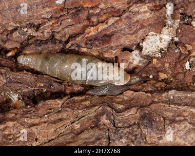Plaited door snail (Cochlodina laminata) on the move over an old log in a garden, Wiltshire, UK, June Stock Photo