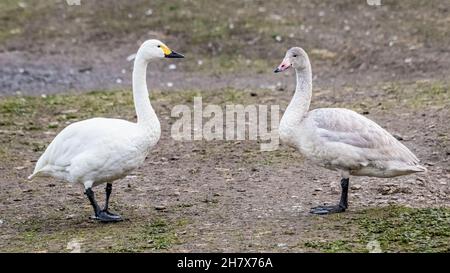 Bewick's Swan (Cygnus columbianus bewickii) Adult and Juvenile Stock Photo