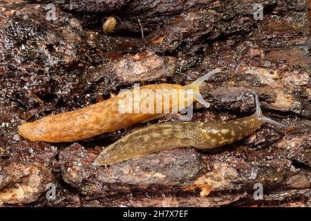 Yellow cellar slug (Limacus flavus), top and Irish yellow slug / Green cellar slug (Limacus maculatus) bottom crawling over a log, Wiltshire, UK.