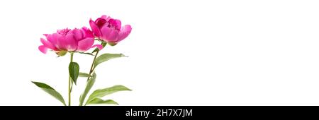 Two pink peonies isolated on white background. Floral wide panoramic banner design Stock Photo