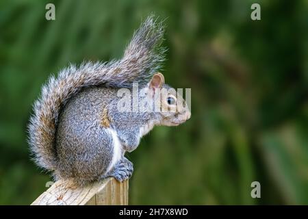 Eastern gray squirrel / grey squirrel (Sciurus carolinensis), tree squirrel native to eastern North America