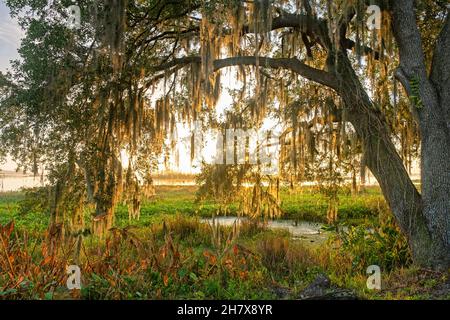 Southern live oak tree (Quercus virginiana) with Spanish moss at sunrise along Orange Lake at McIntosh, Marion County, Florida, United States / USA Stock Photo