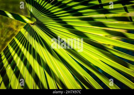 A wide palm leaf and shadows on it Stock Photo