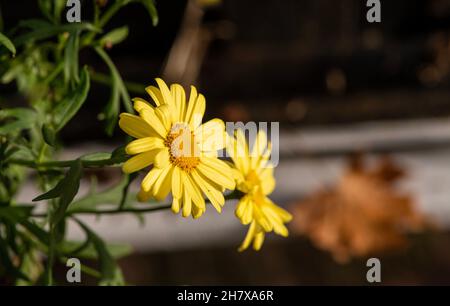 Yellow flowers on a dark blurry background Stock Photo