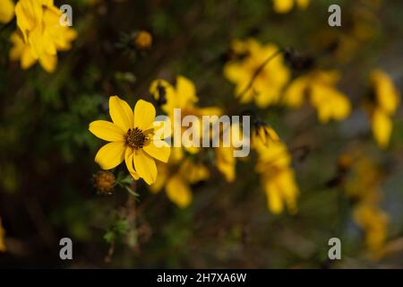 Yellow flowers on a dark blurry background Stock Photo