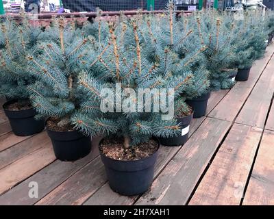 Small seedlings of blue spruce trees in pots, wooden floor, Christmas sale, festive backgrounds. Stock Photo