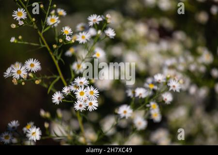 Wild white daisy flowers in bloom on a flower bed Stock Photo
