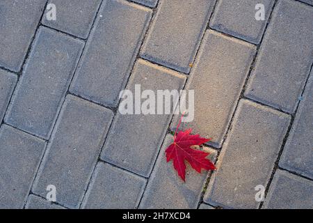 Red autumn mapple leaf isolated on a gray brick floor Stock Photo