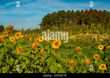 sunflowers, squash and corn growing in late summer and fall on a farm hill Stock Photo