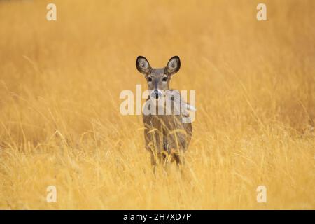 White-tailed deer during doe November rut Stock Photo