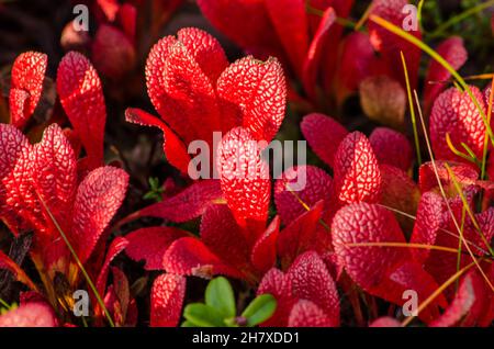 Red autumn alpine bearberry leaves