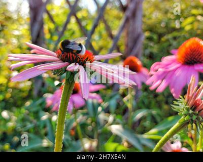 A bee collects pollen and nectar on a flower. Stock Photo