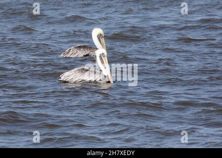Two brown pelicans (Pelecanus occidentalis) swimming on the water at the Guana River in Ponte Vedra Beach, Florida.