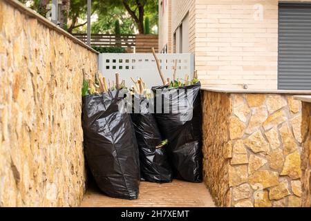 freshly sawn tree branches with green leaves packed in a black trash bag Stock Photo