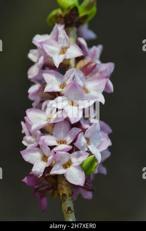 Daphne mezereum, February daphne, spring flower Stock Photo