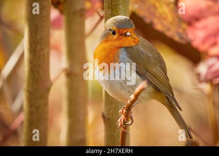 European Robin bird sitting on a branch (Erithacus Rubecula) Stock Photo