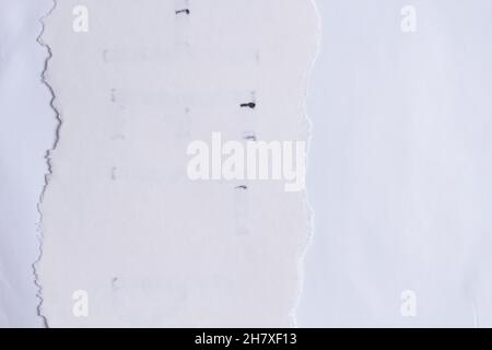 Vertical piece of torn paper on blank white background. Abstact monochrome background with copy space to text Stock Photo