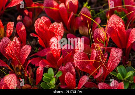 Red autumn alpine bearberry leaves