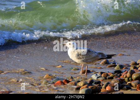 Pebbles on the beach in the midst of them a seagull. This view was observed on the sandy beach of the Baltic Sea in Kolobrzeg, Poland. Stock Photo