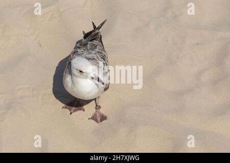 There is a lonely seagull walking on a sandy beach in Kolobrzeg , Poland. Stock Photo
